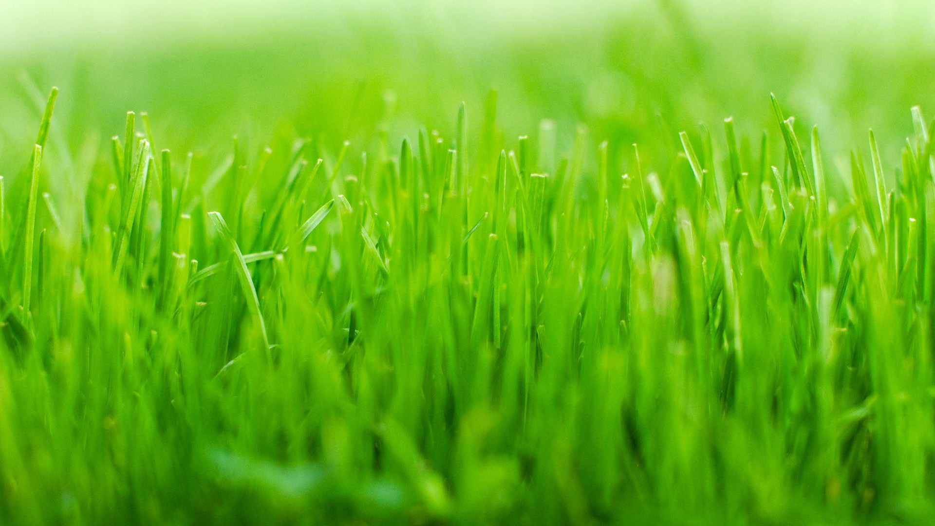 Background cây cỏ xanh lá đẹp nhất