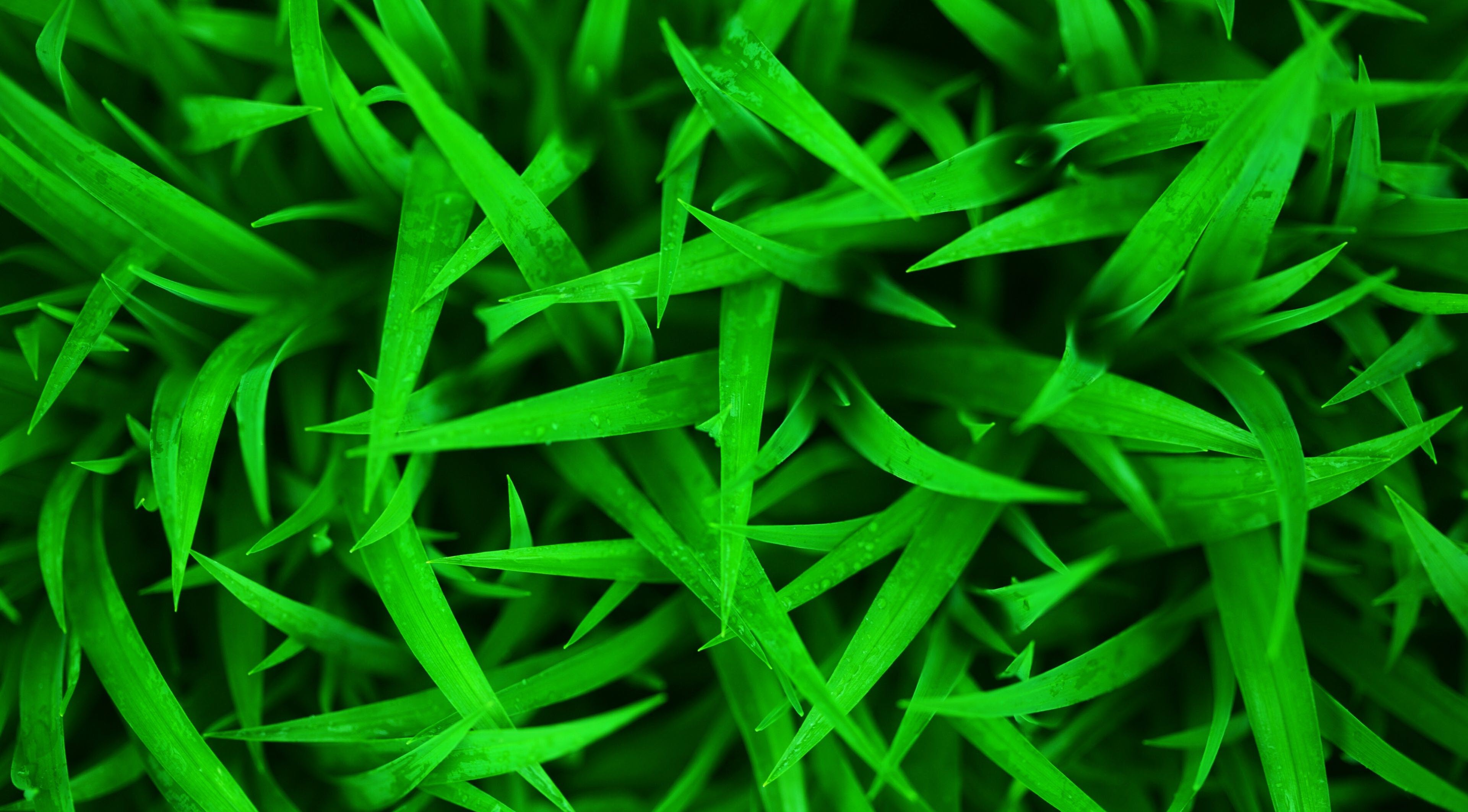 Background cây cỏ xanh lá