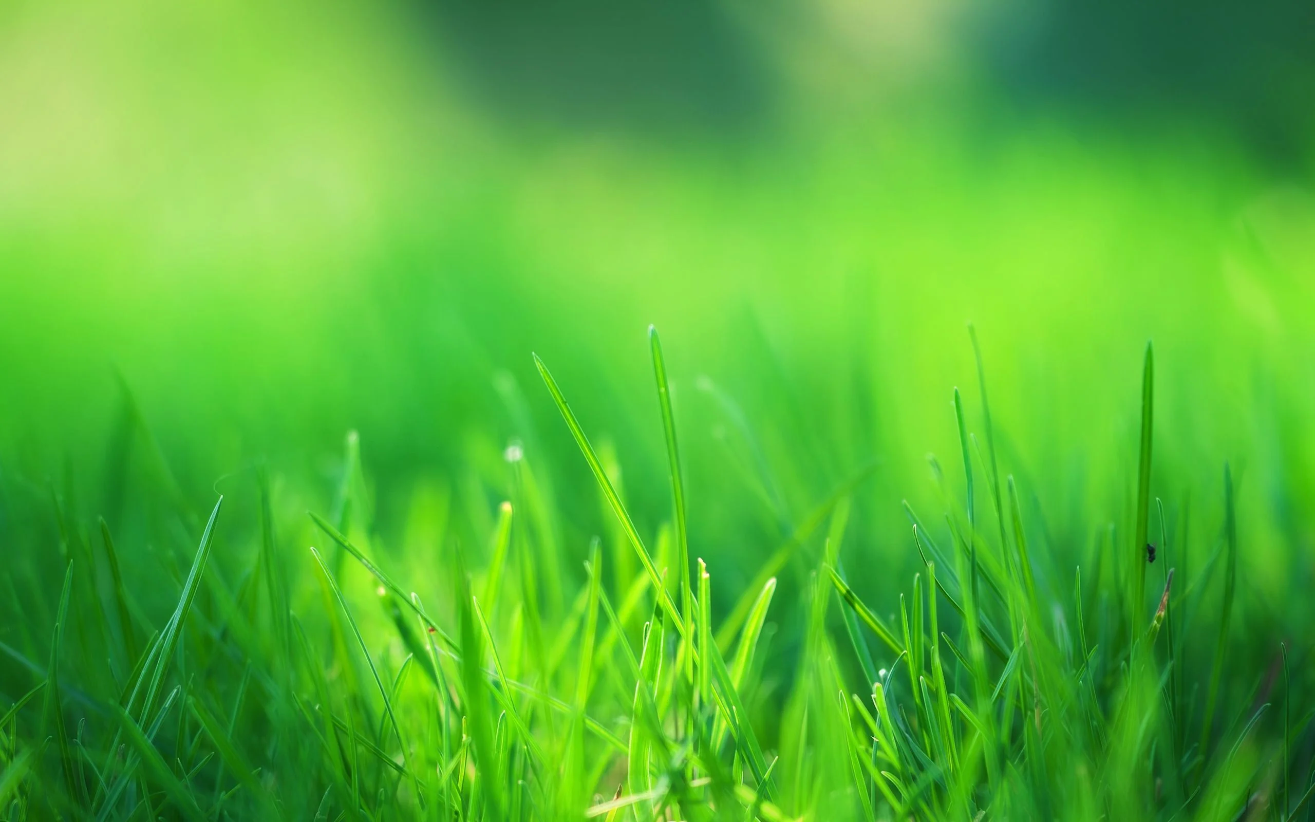 Background cây cỏ xanh ngát tuyệt đẹp nhất