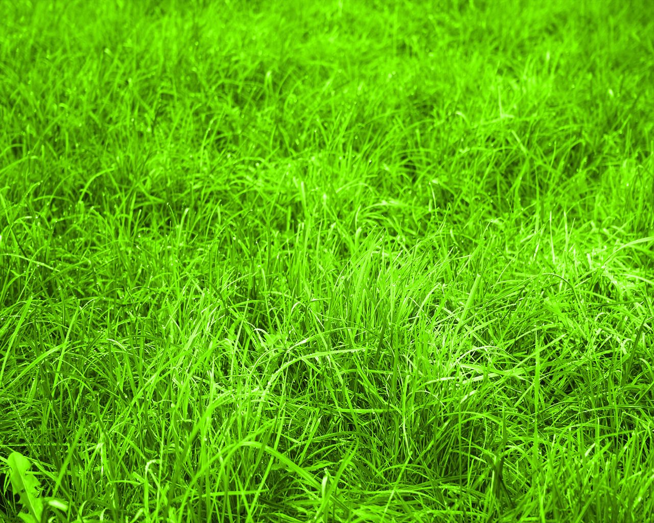 Background cây cỏ xanh