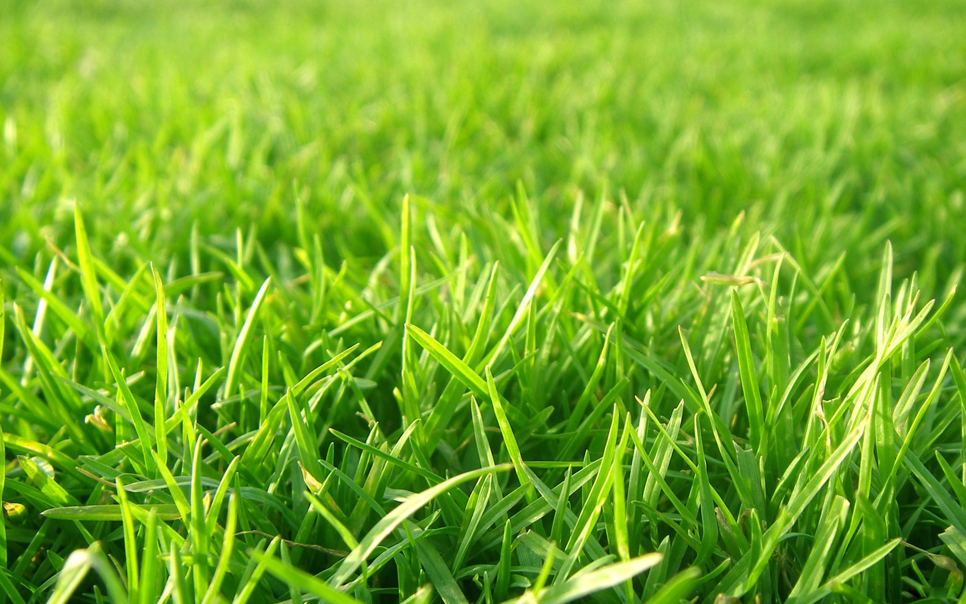 Background cỏ xanh bình minh