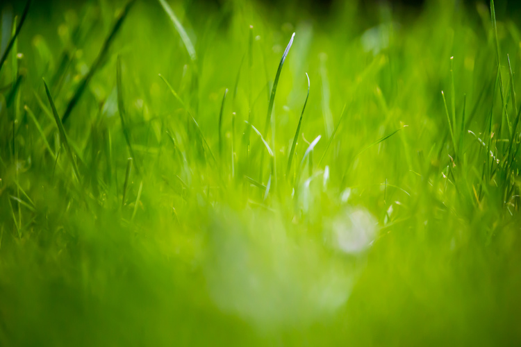 Background cỏ xanh chất lượng cao