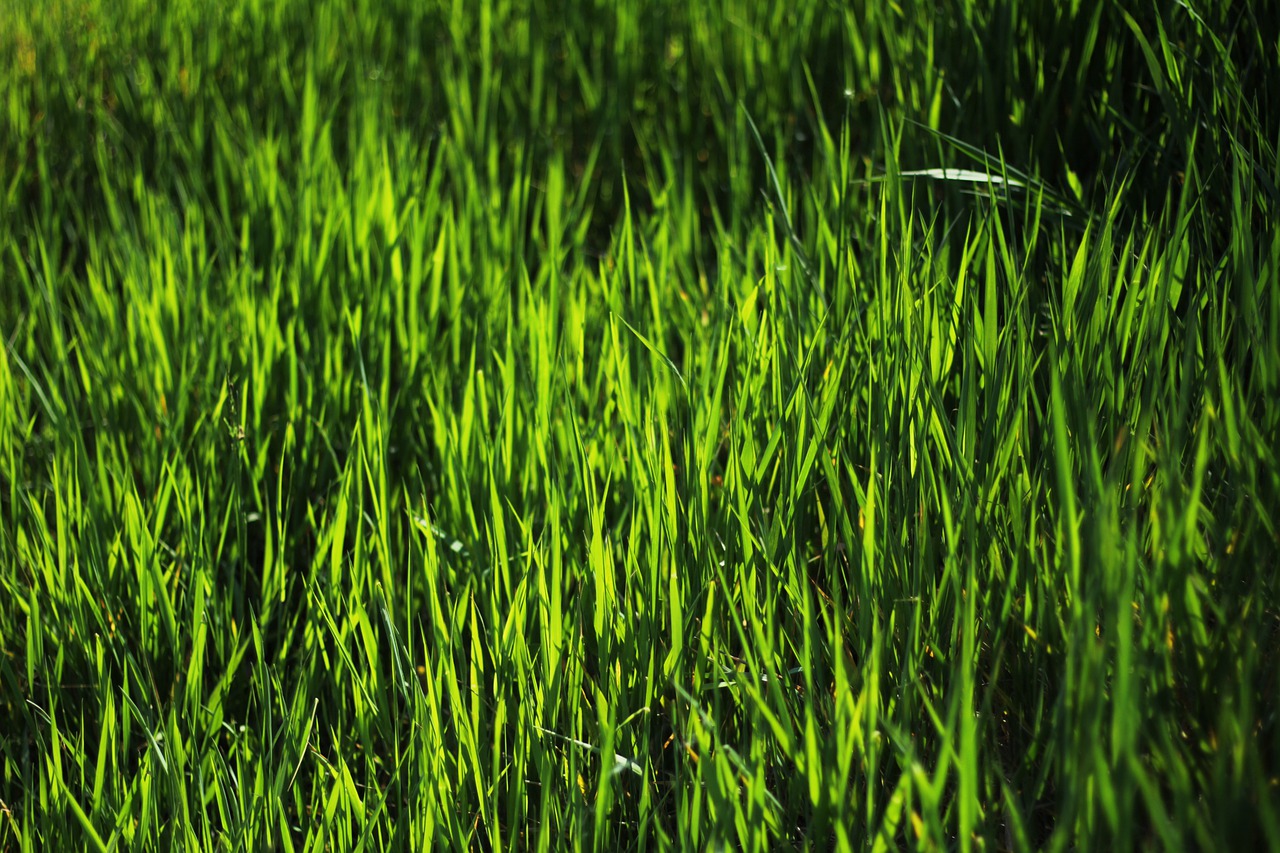 Background cỏ xanh đẹp