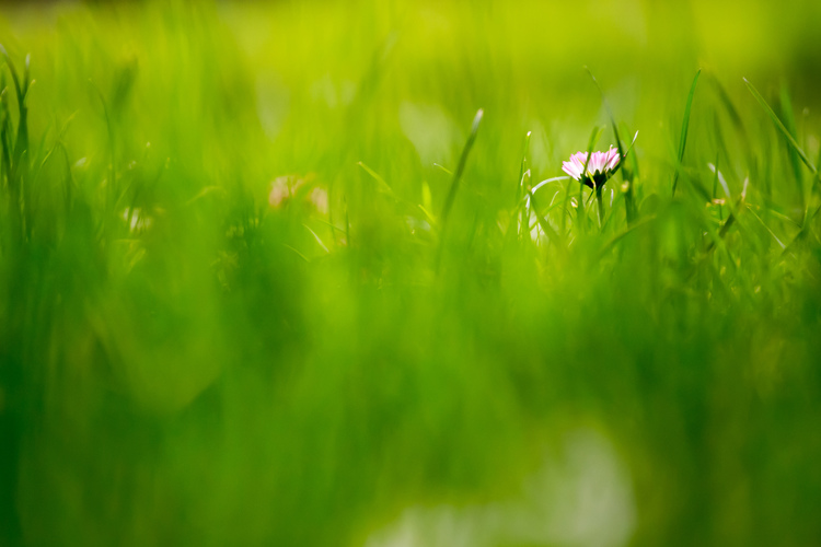 Background cỏ xanh đơn giản cực đẹp cho thiết kế