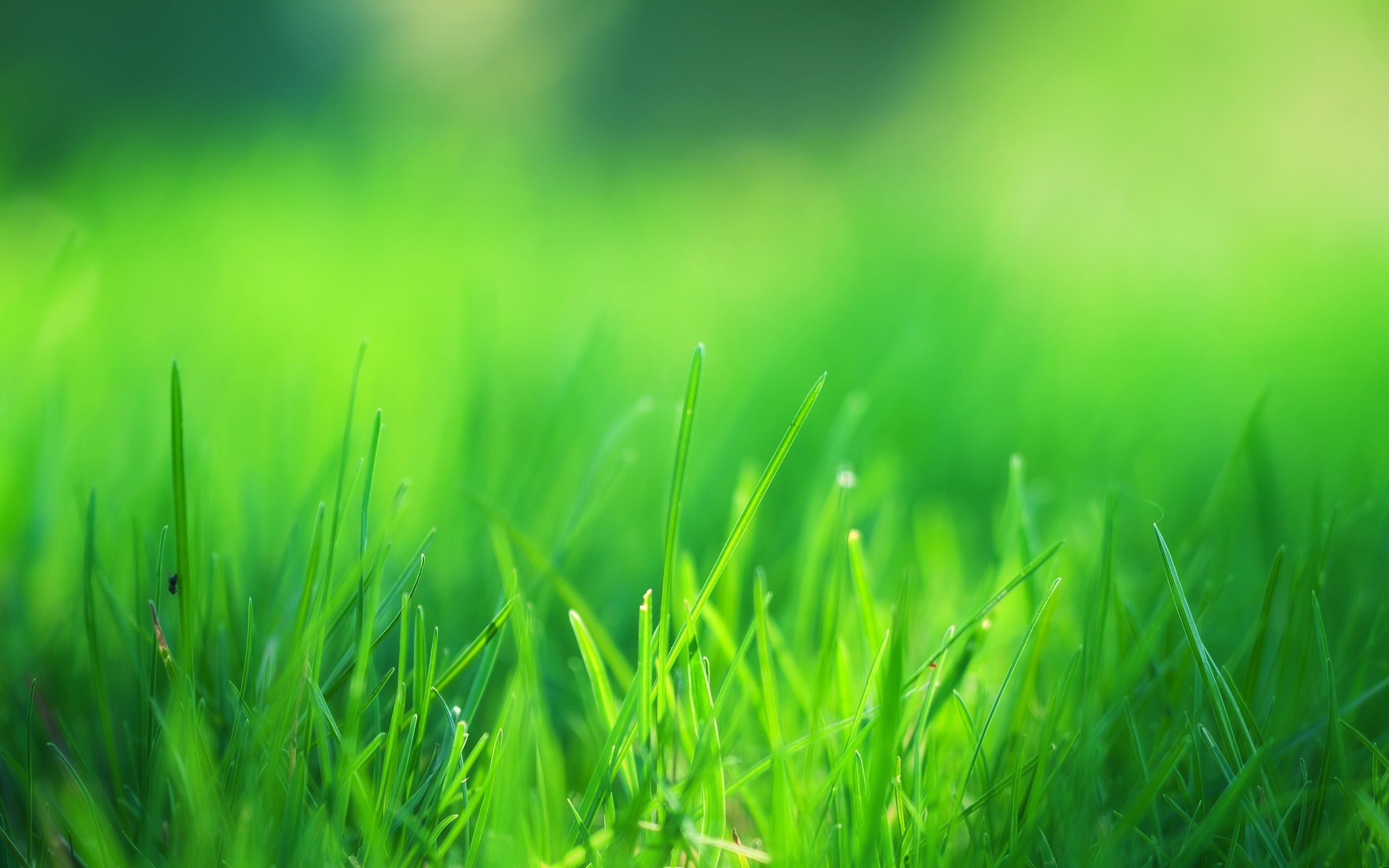 Background cỏ xanh ngát đẹp nhất