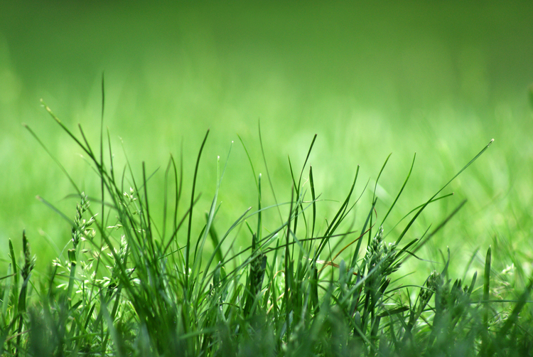 Background cỏ xanh ngát tuyệt đẹp
