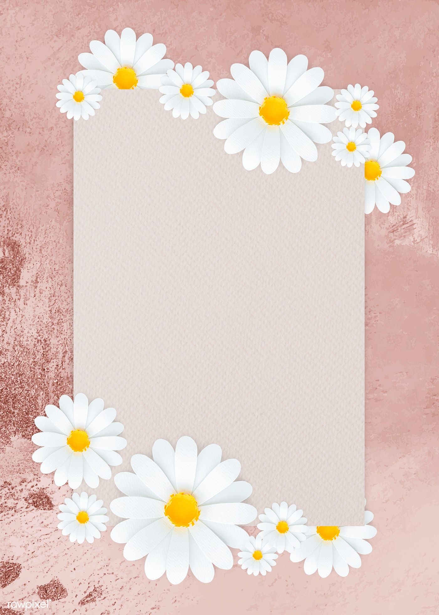 Background hoa cúc trắng chúc mừng