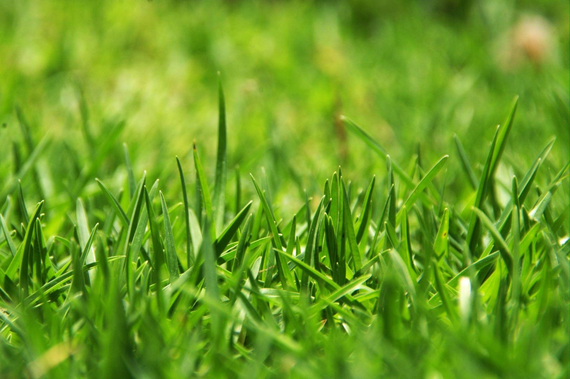Background nền cây cỏ xanh