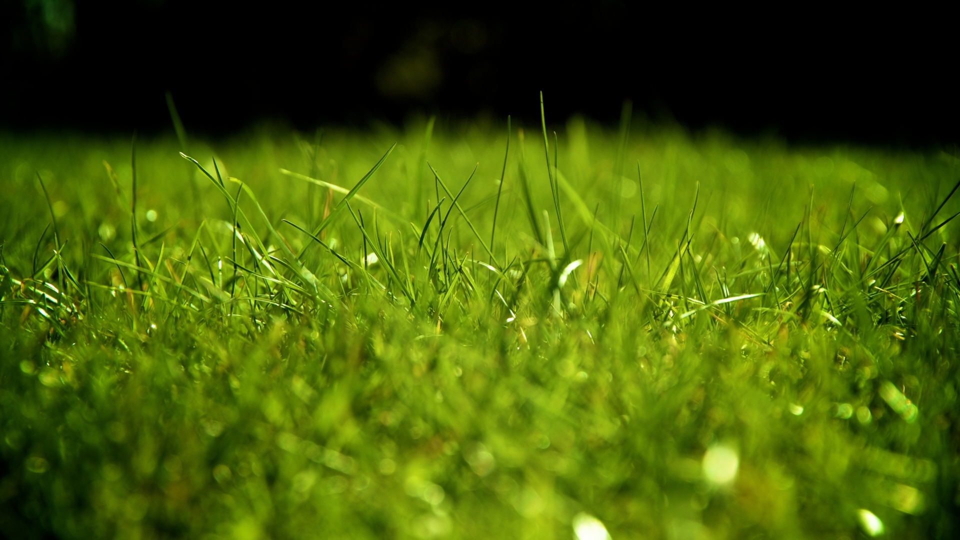Background nền cỏ xanh