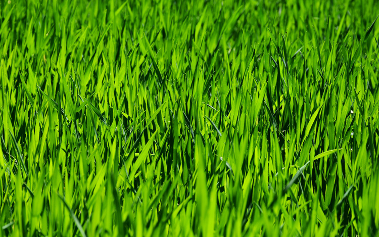 Background vườn cỏ