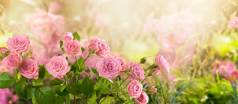 Background vườn hoa hồng đẹp nhất