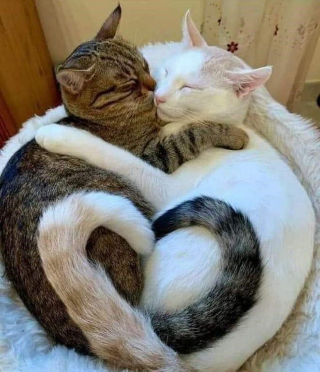 Ảnh 2 con mèo móc đuôi thành hình trái tim