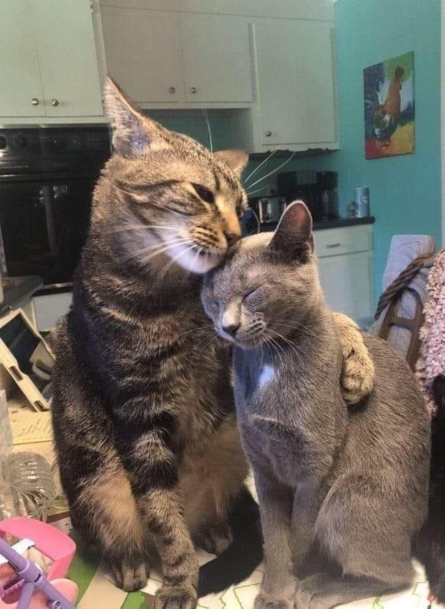 Ảnh 2 con mèo ngồi ôm nhau