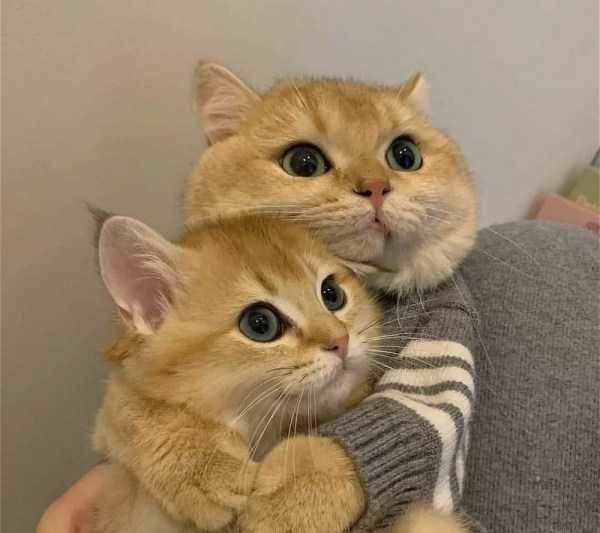 Ảnh 2 con mèo ôm nhau dễ thương