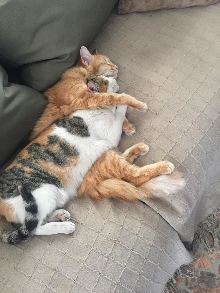 Ảnh hai con mèo béo ôm ấp nhau
