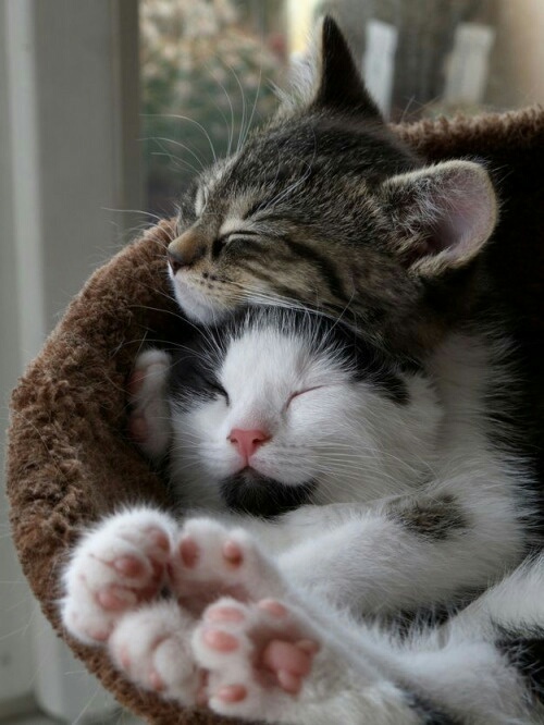 Ảnh hai con mèo ôm ấp nhau