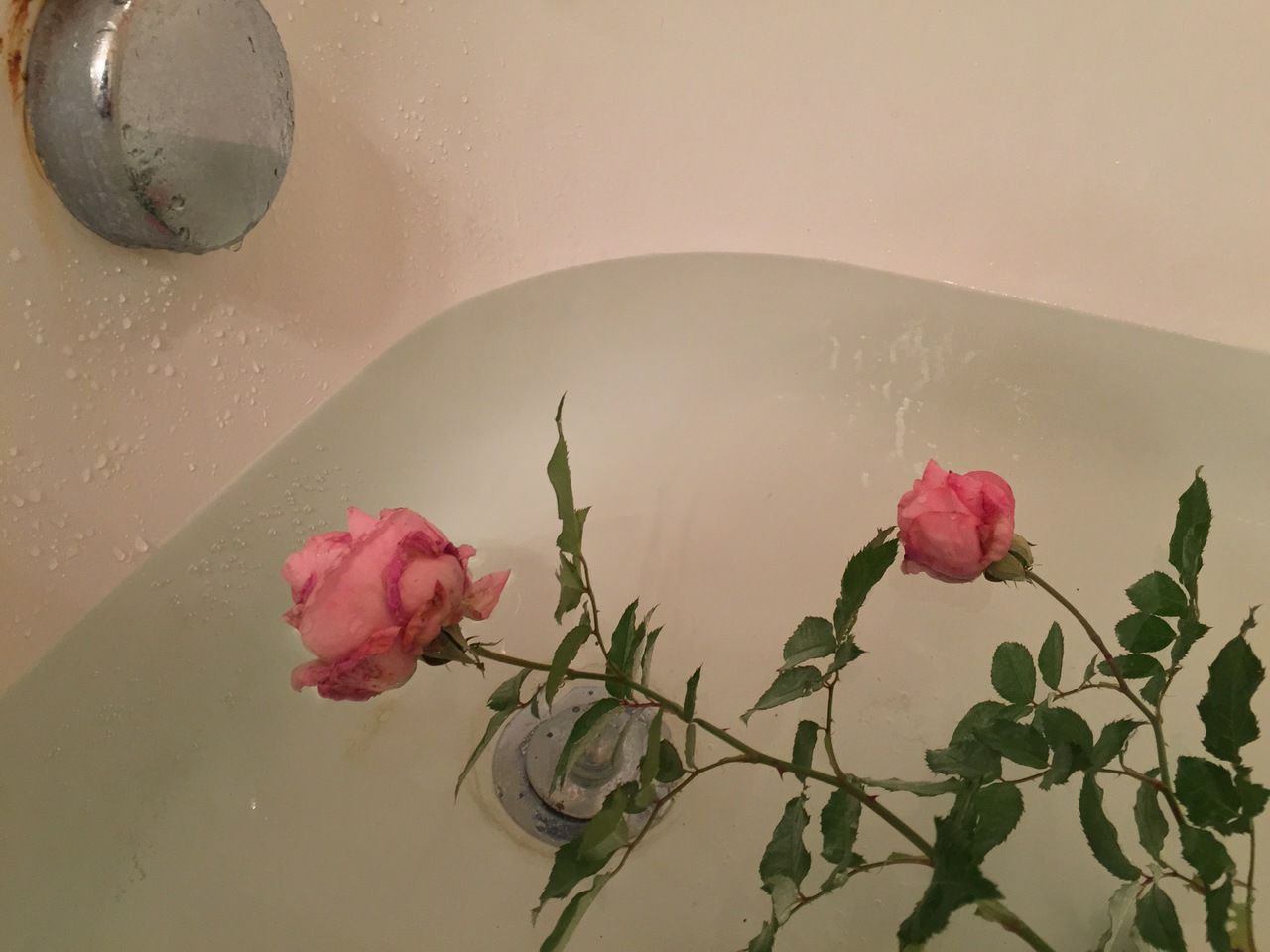 Ảnh hoa hồng trong bồn tắm