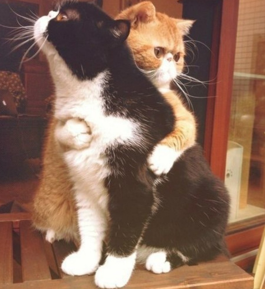 Ảnh mèo ôm nhau meme