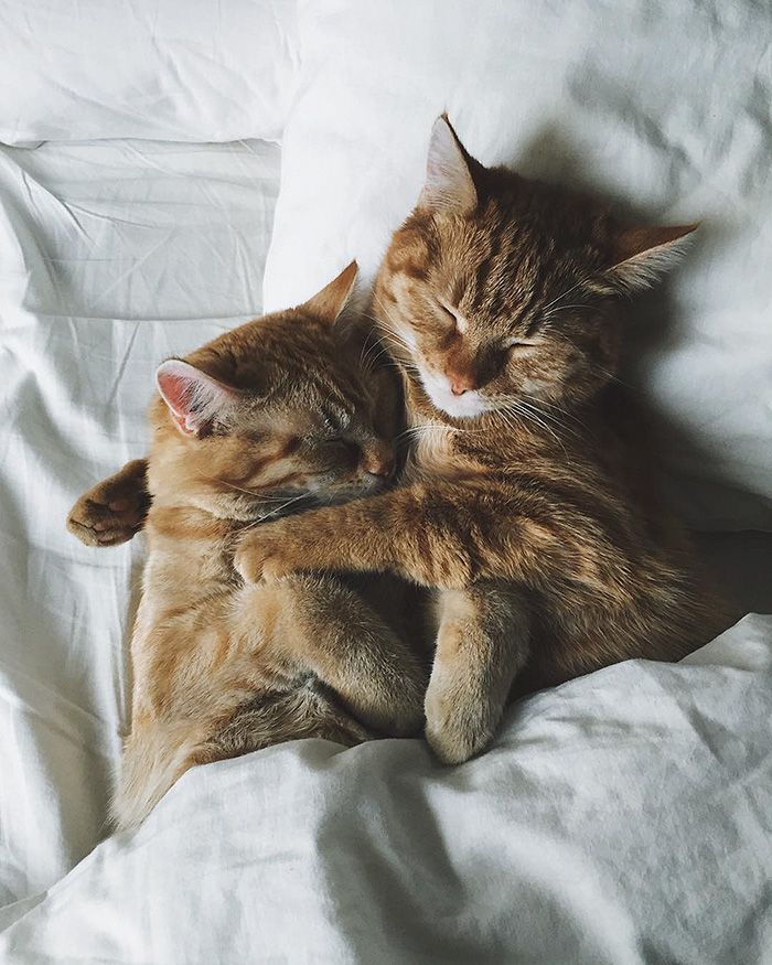Ảnh mèo ôm nhau ngủ