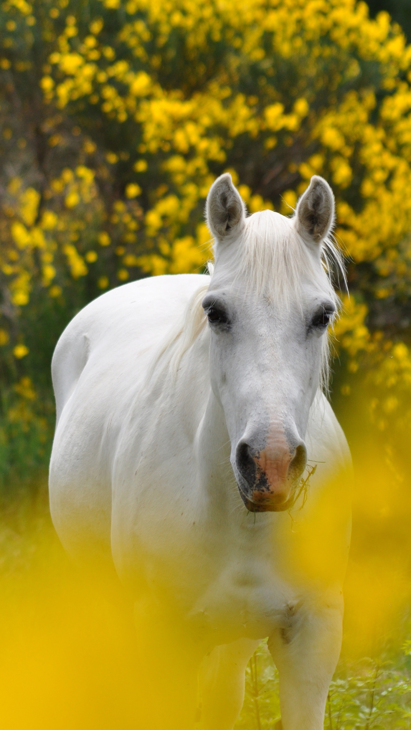 Tải Hình Ảnh Nền Con Ngựa Đẹp Nhất Cho Điện Thoại 2023
