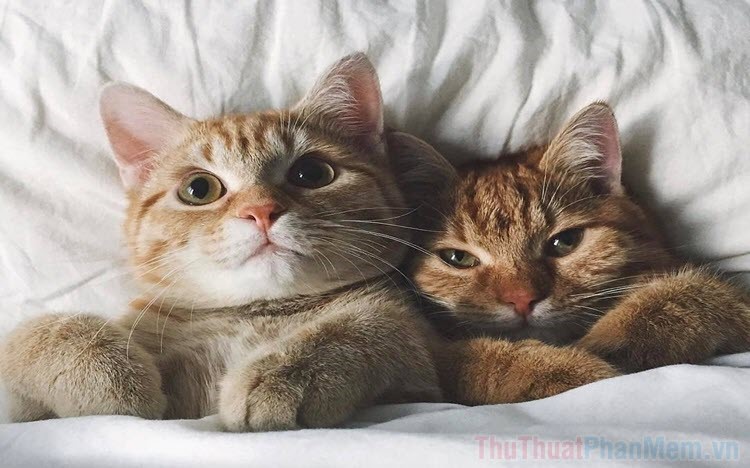 Hình ảnh 2 con mèo ôm nhau cute, đáng yêu, đẹp nhất