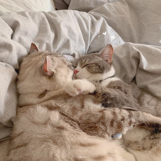 Hình ảnh 2 con mèo ôm nhau cute đáng yêu