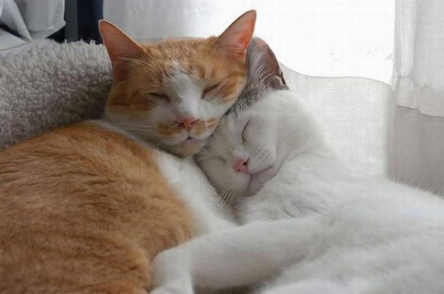Hình ảnh 2 con mèo ôm nhau ngủ cute cực đẹp