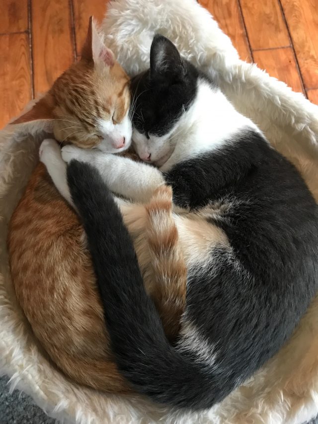 Hình ảnh 2 con mèo quấn quýt nhau