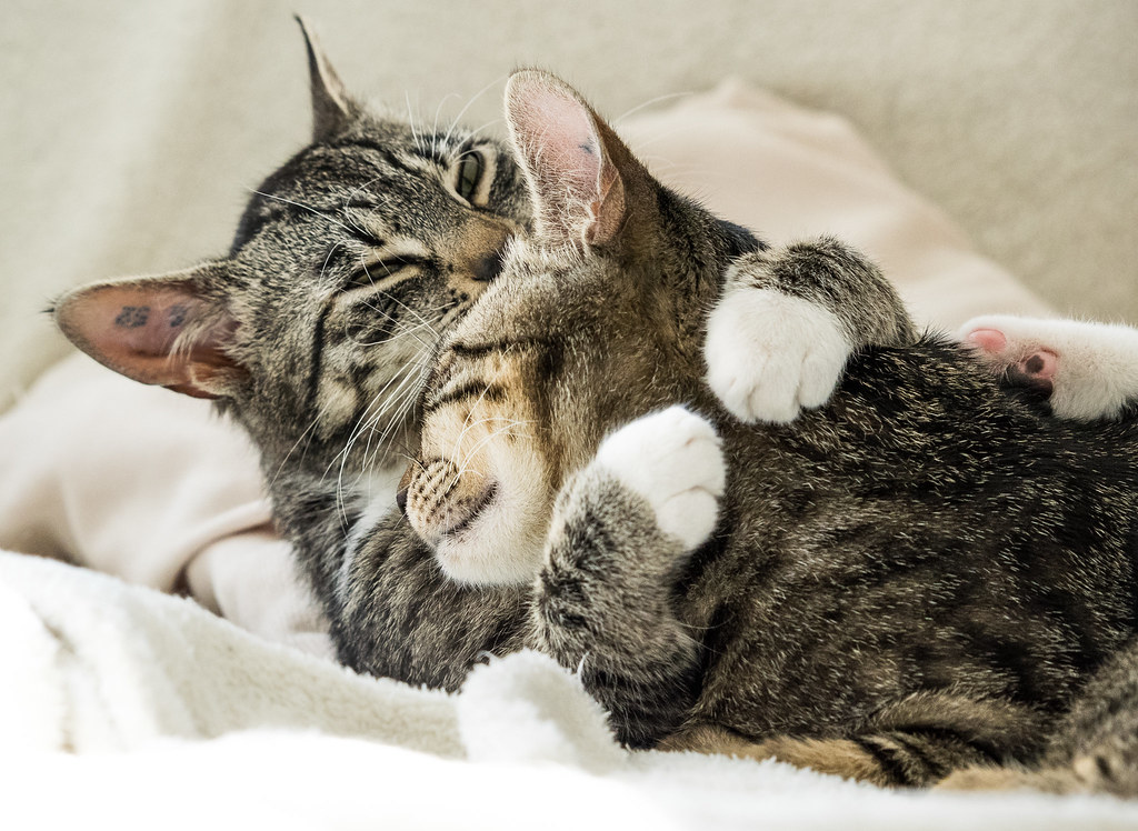 Hình ảnh 2 con mèo vằn ôm nhau