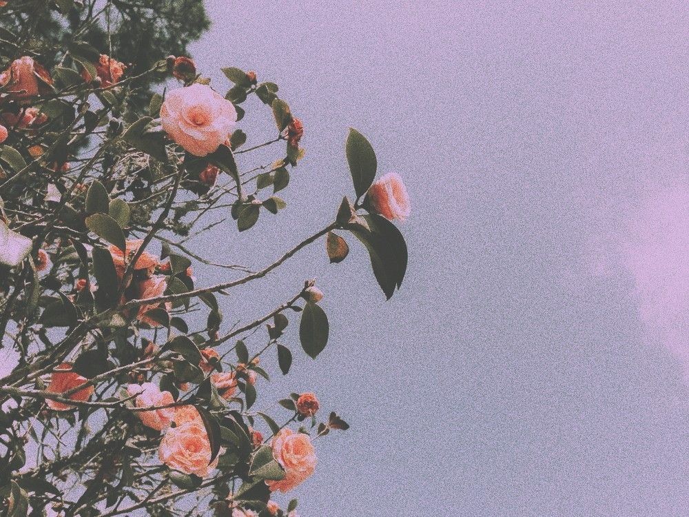 Hình ảnh chill hoa hồng đơn giản