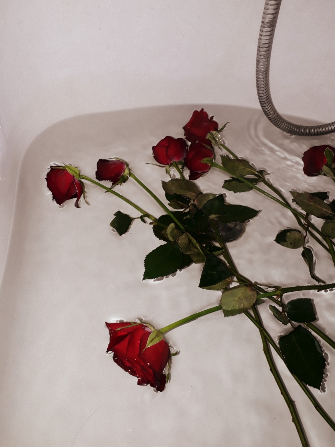 Hình ảnh hoa hồng ngâm trong bồn tắm buồn