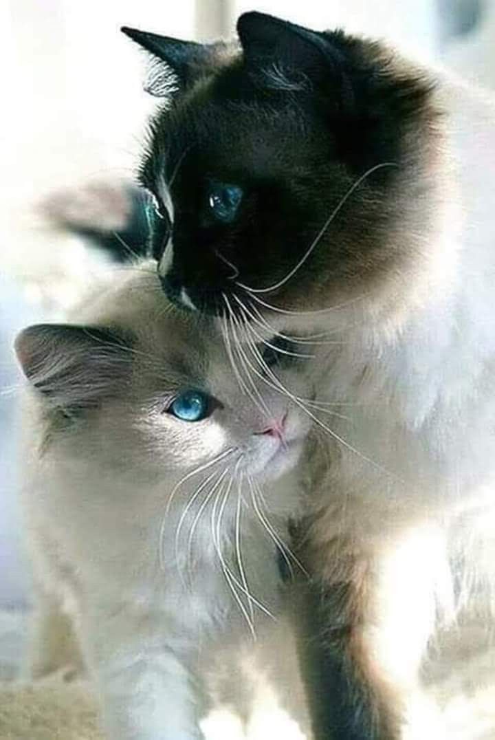 Hình ảnh mèo mắt xanh ôm nhau