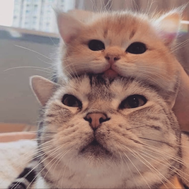 Top 101 ảnh mèo yêu nhau đẹp nhất