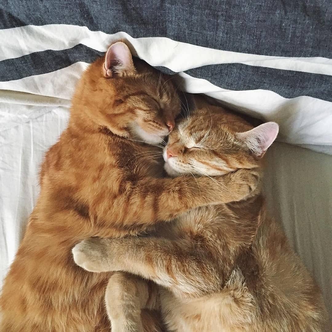Hình ảnh mèo vàng ôm nhau đẹp nhất