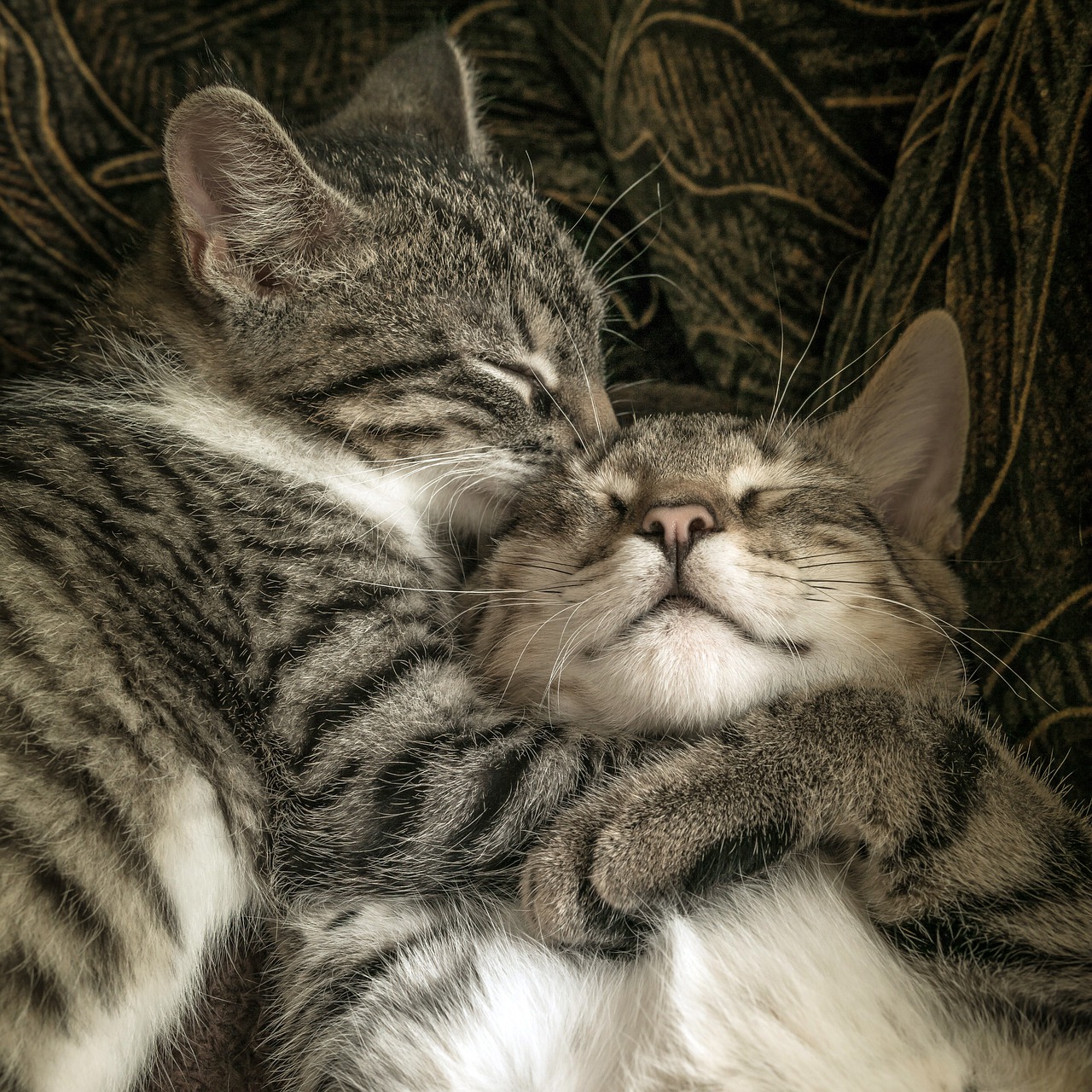 Hình ảnh mèo xám ôm nhau