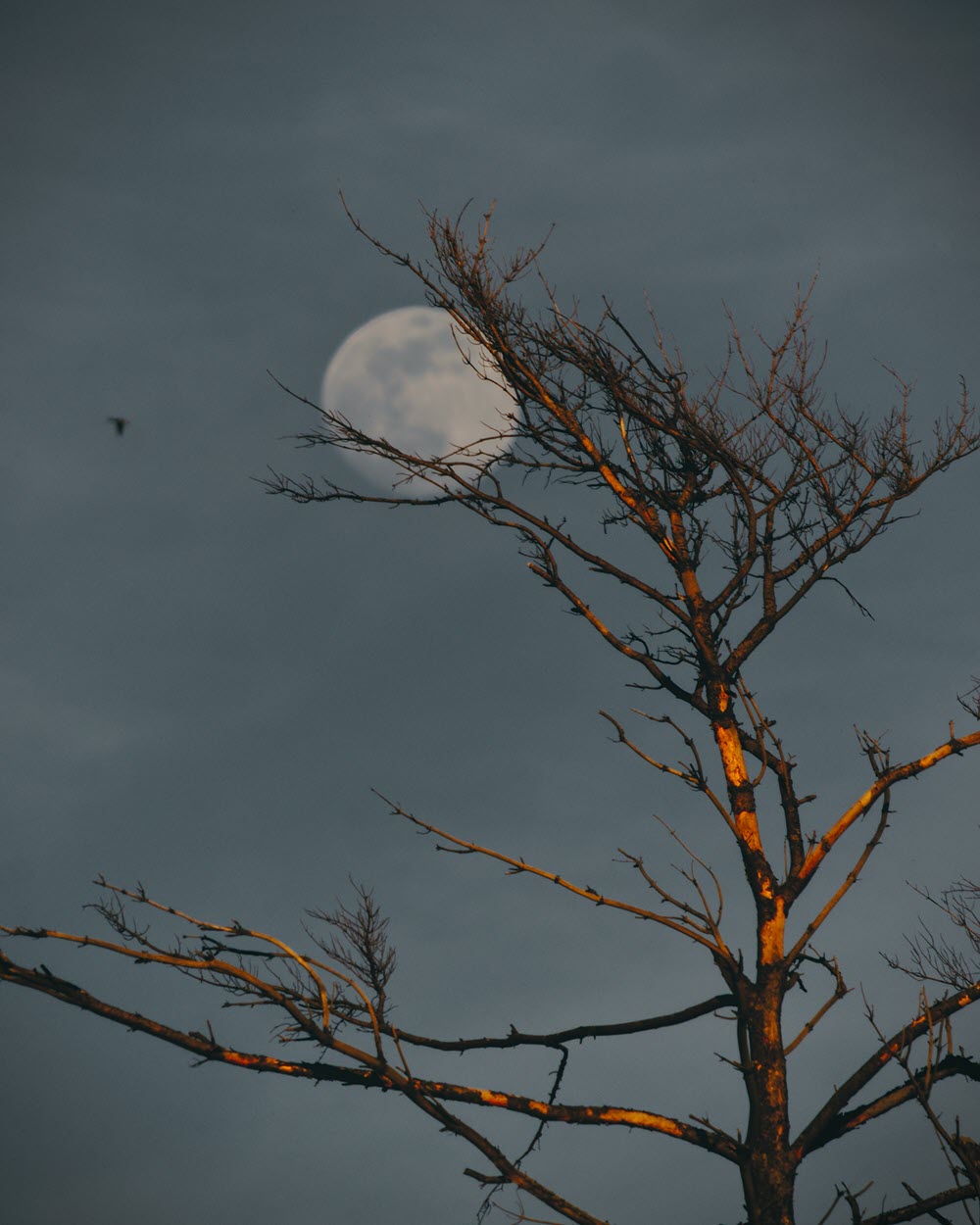 Hình ảnh trăng tròn trên ngọn cây