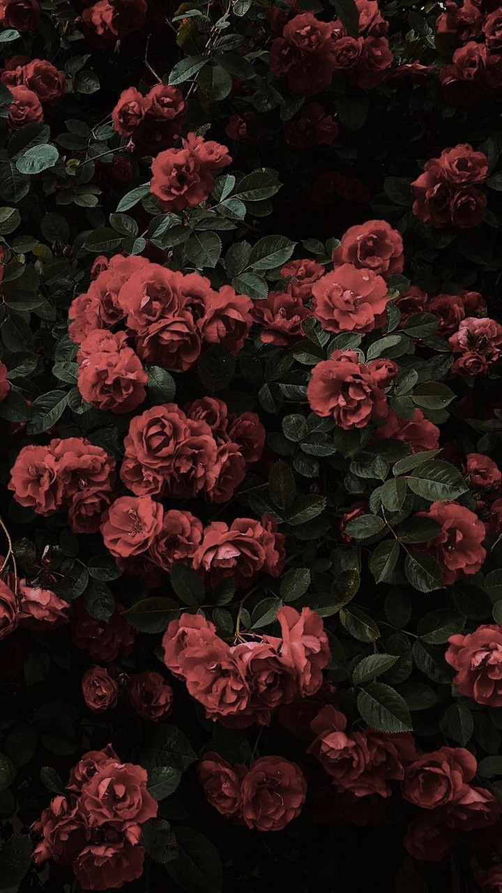 Hình ảnh vườn hoa hồng buồn