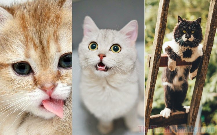 Hình nền con mèo dễ thương cute ngộ nghĩnh nhất  Trung Tâm Đào Tạo Việt Á