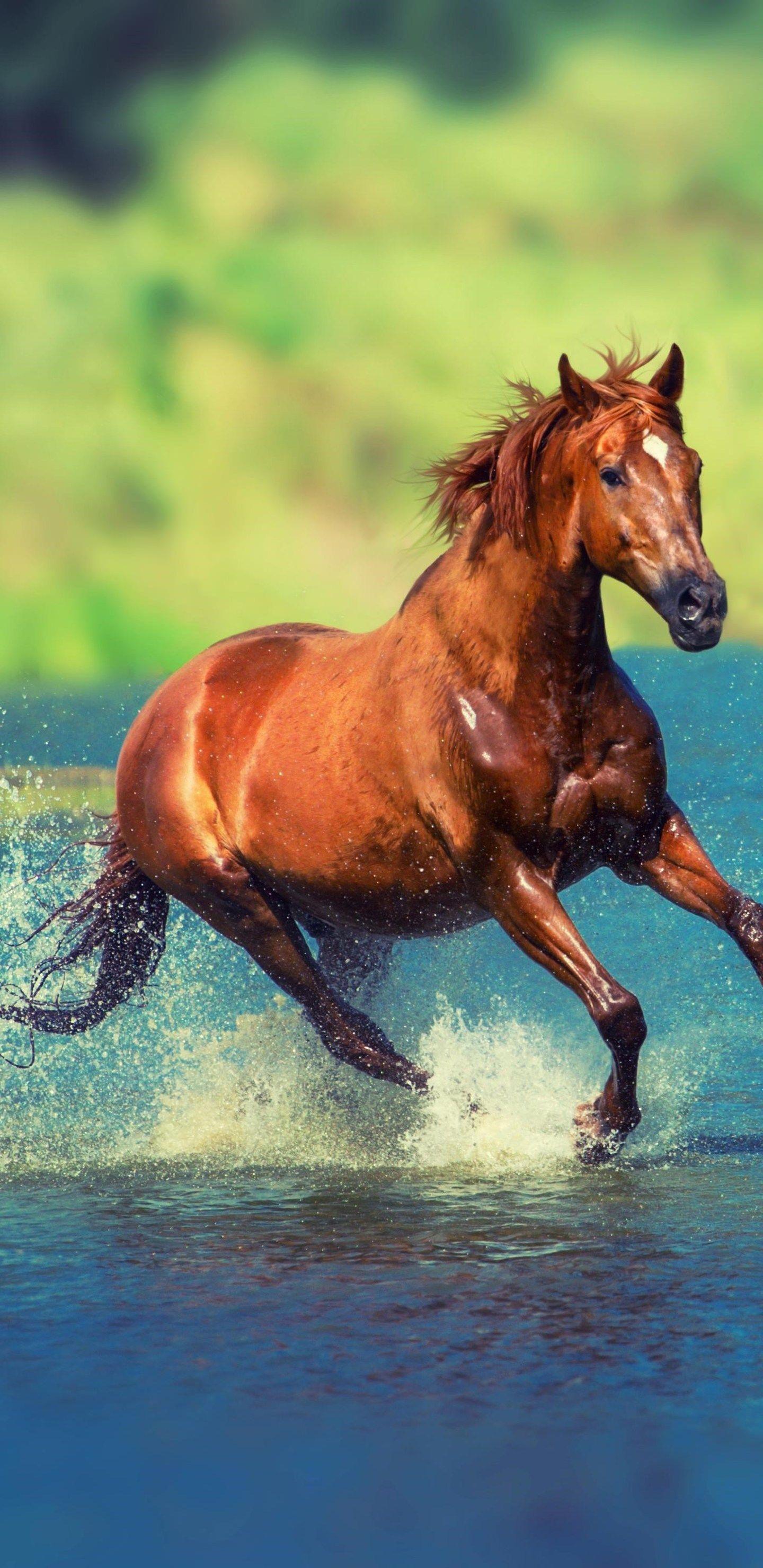 Hình nền ngựa chạy dưới nước 2K