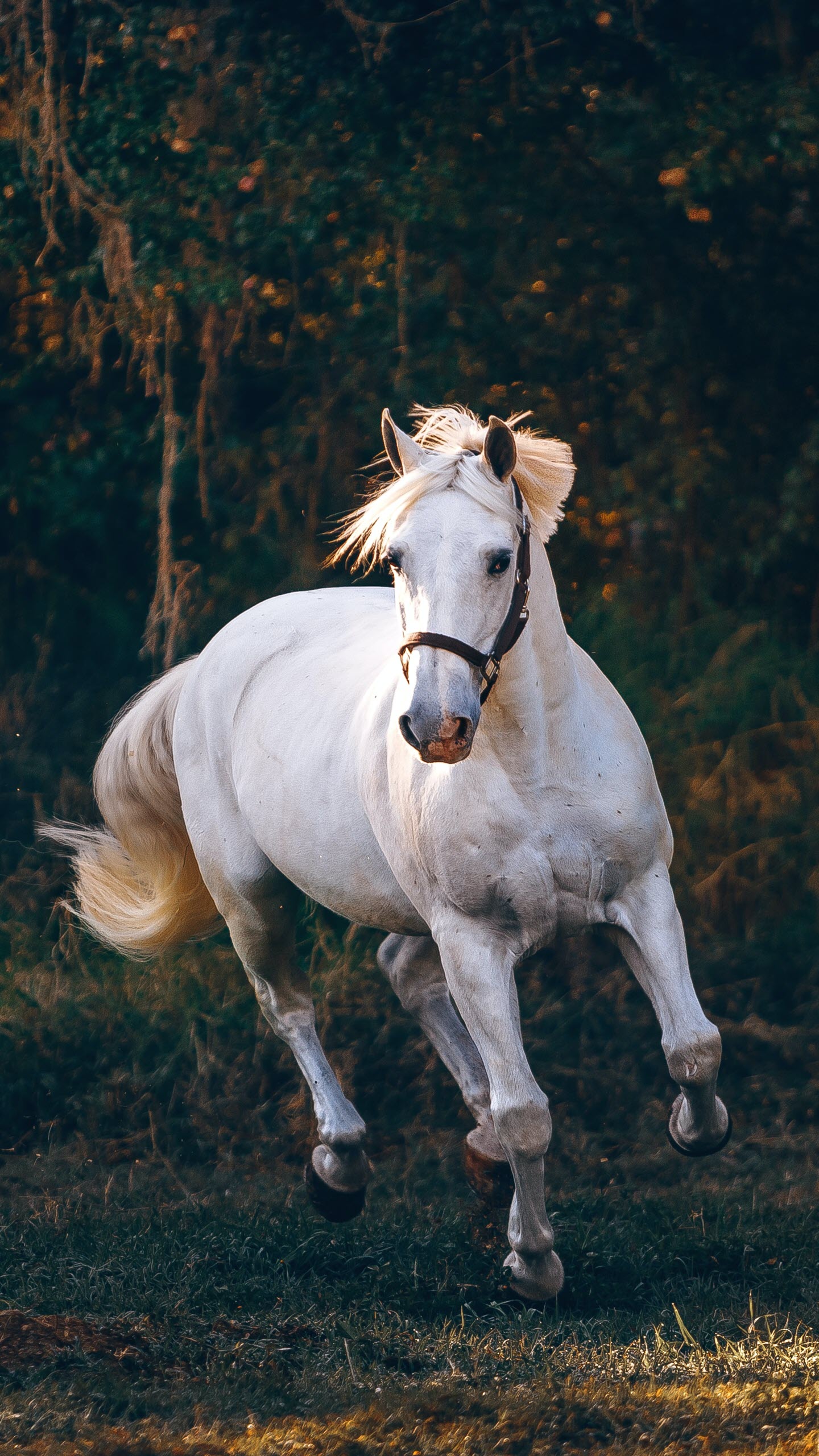 Hình nền ngựa White 2K mang đến năng lượng điện thoại