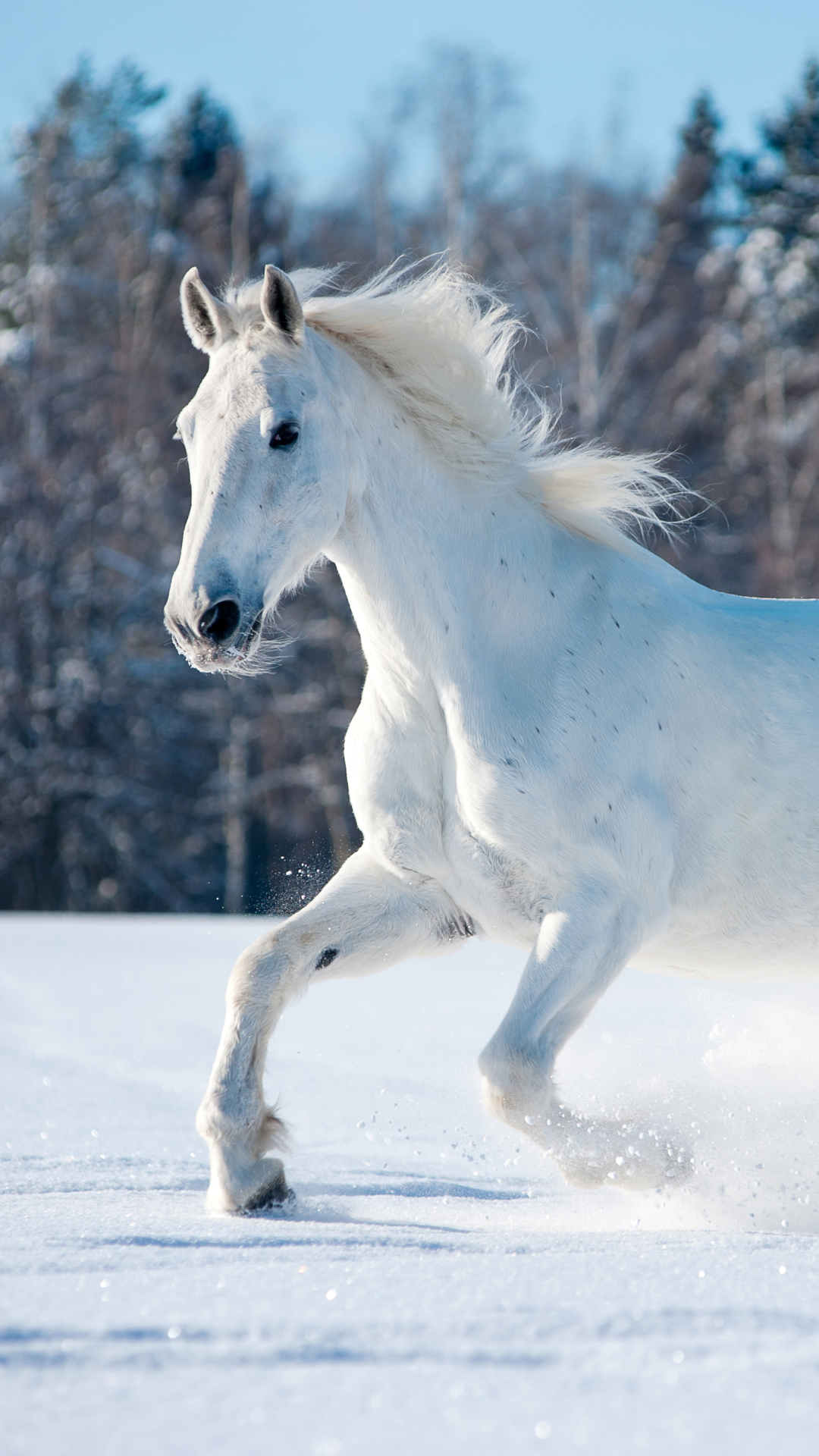 Hình nền ngựa White ngày đông Full HD