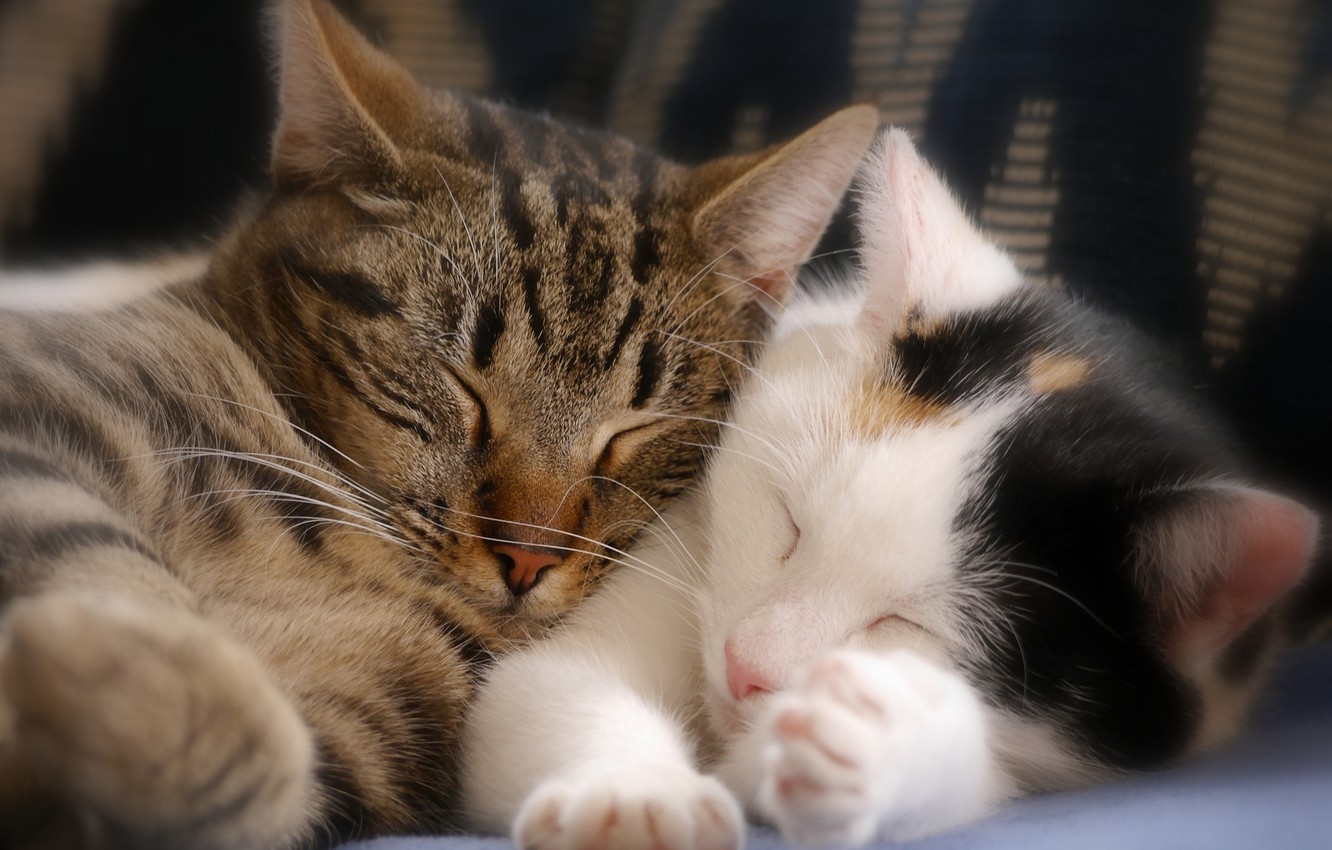 Mèo cute ôm nhau