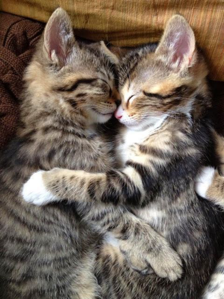 Mèo ôm nhau ngủ