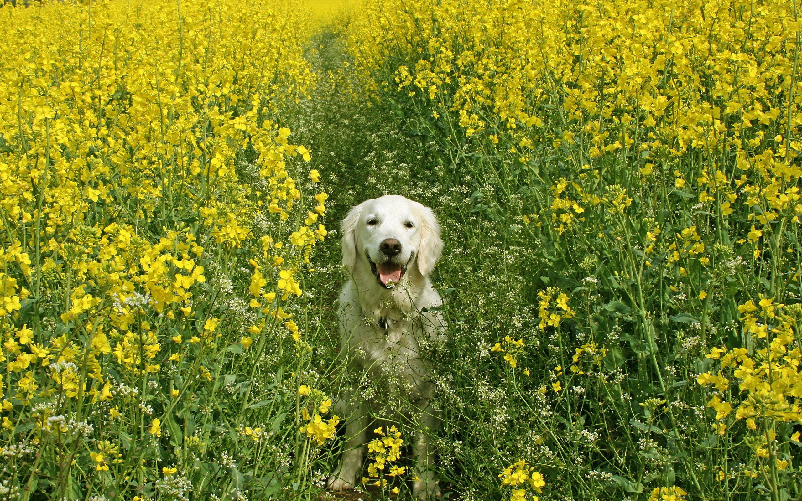 Ảnh con chó bên cánh đồng hoa cực đẹp