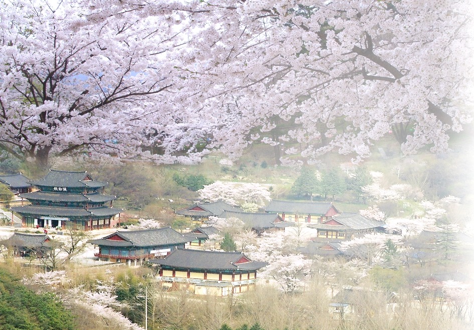 Ảnh phong cảnh Hàn Quốc đẹp