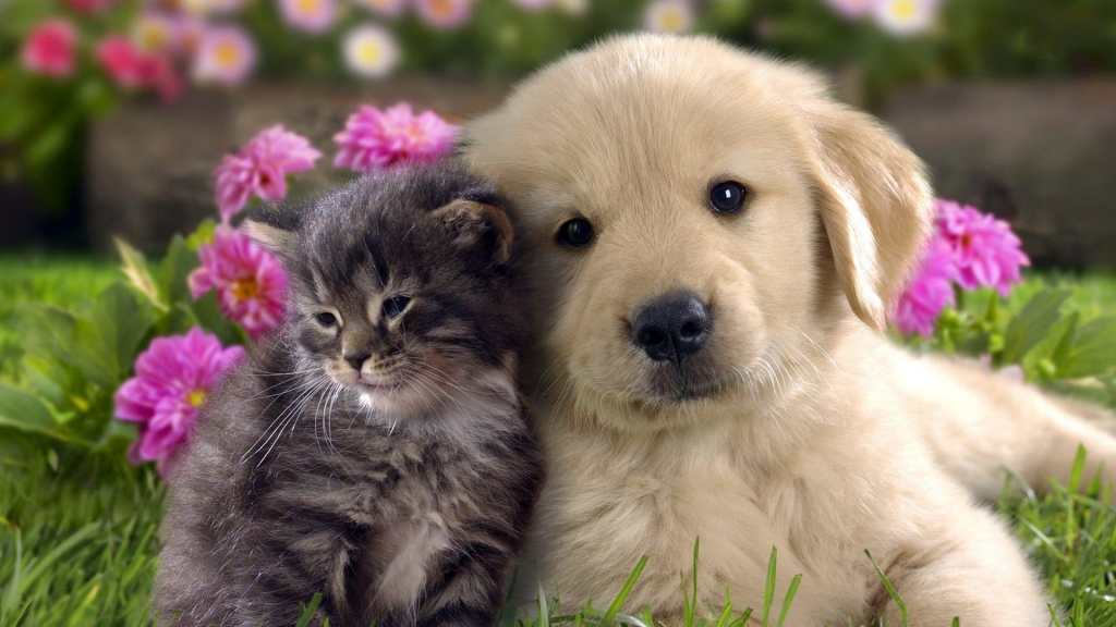 Hình ảnh con chó và con mèo đẹp