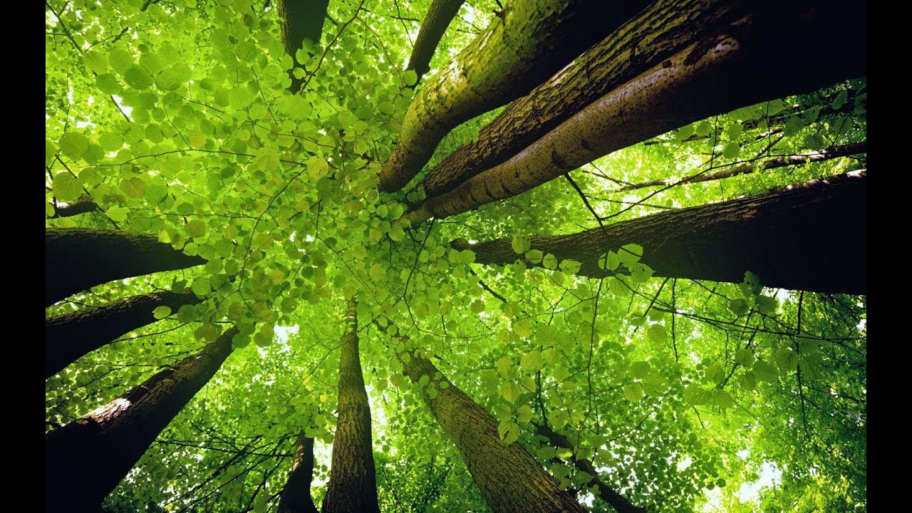 101 Hình ảnh rừng cây đẹp nhất tải miễn phí