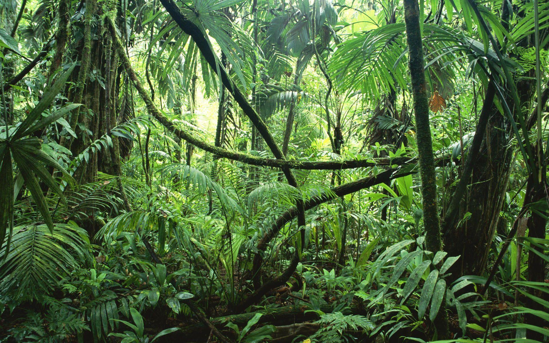 Ảnh rừng cây nhiệt đới