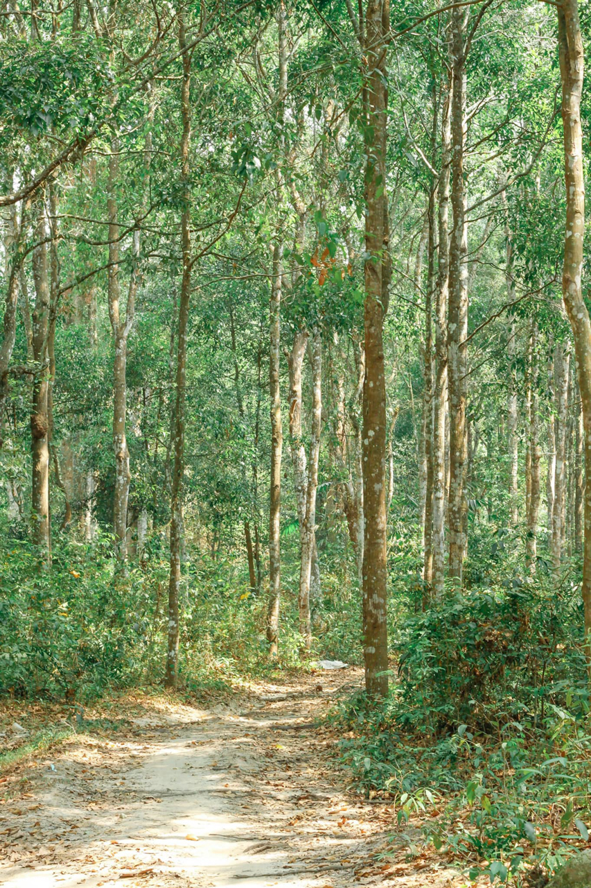 Hình ảnh rừng cây cao su