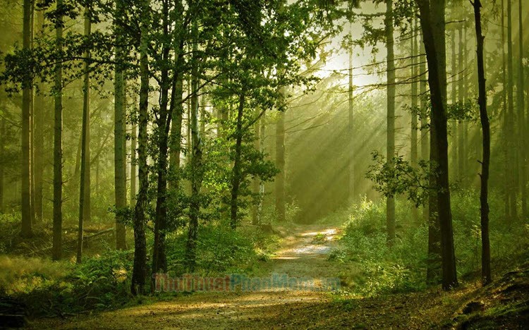 Hình Nền Nền Màu Xanh Lá Cây Rừng HD và Nền Cờ đẹp rừng cây cối con  đường để Tải Xuống Miễn Phí  Lovepik